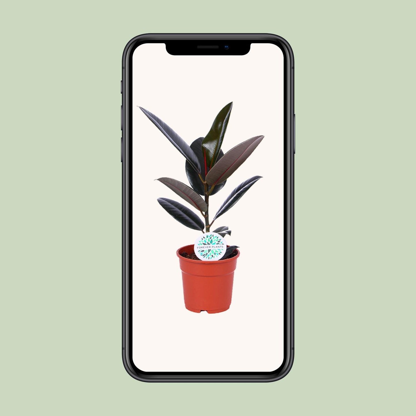 Ficus Elastica Abidjan - Ø17cm - ↕55cm - Plantabulous