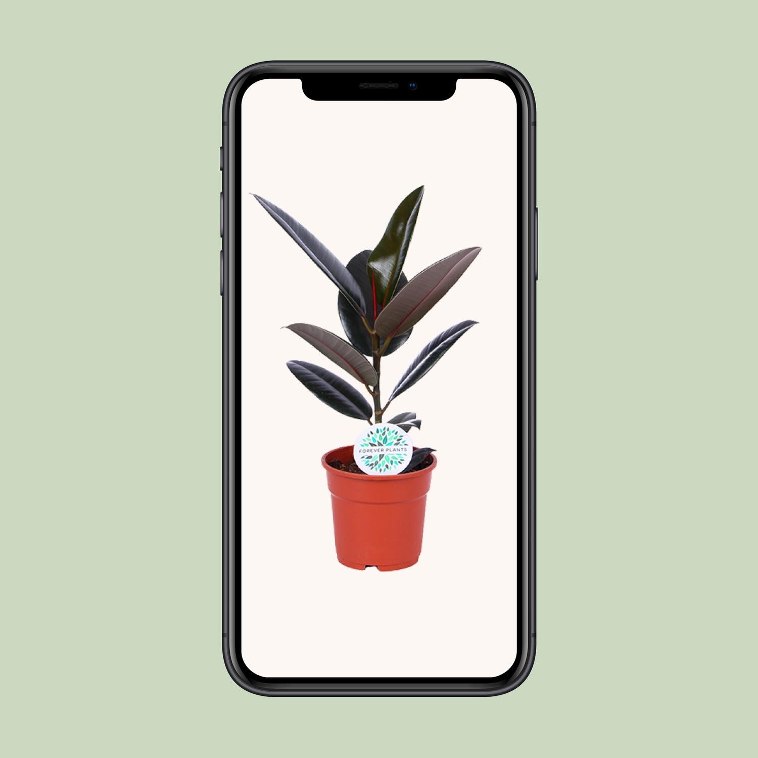 Ficus Elastica Abidjan - Ø17cm - ↕55cm - Plantabulous