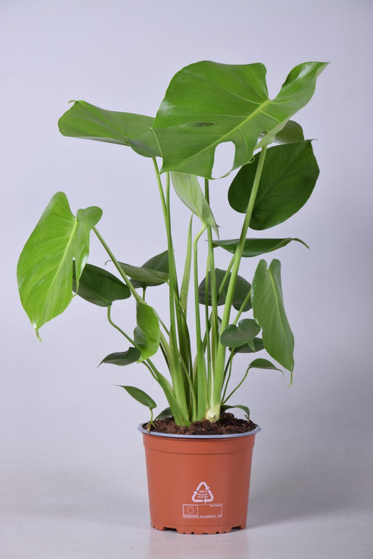 Monstera Deliciosa - Ø17cm - ↕60cm - Plantabulous