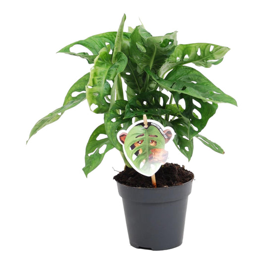 Fensterblatt – Monstera obliqua 'Monkey Leaf' – 25 cm – Ø12 cm - Plantabulous
