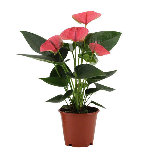 Anthurium Sweet Dream In Transparant Sleeve - Ø12cm - ↕36cm - Plantabulous