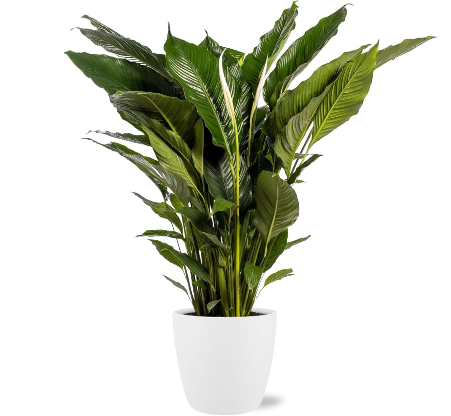 Spathiphyllum Sweet Sebastiano - Ø24cm - ↕110cm + Pot Brussels D25x23cm - Weiß - Plantabulous
