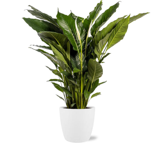 Spathiphyllum Sweet Sebastiano - Ø24cm - ↕110cm + Pot Brussels D25x23cm - Weiß - Plantabulous
