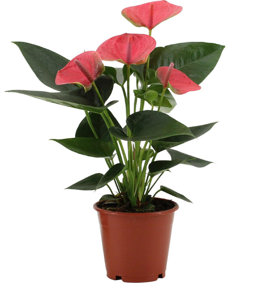 Anthurium Sweet Dream In Transparant Sleeve - Ø12cm - ↕36cm - Plantabulous