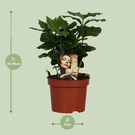 Kaffeepflanze – Coffea arabica – 25 cm – Ø12 cm - Plantabulous