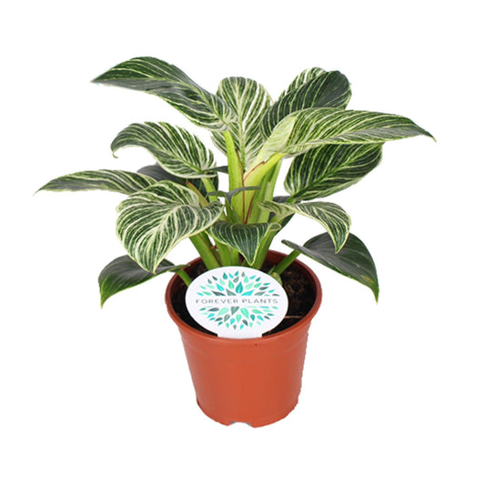 Philodendron Birkin - Ø14cm - ↕25cm - Plantabulous