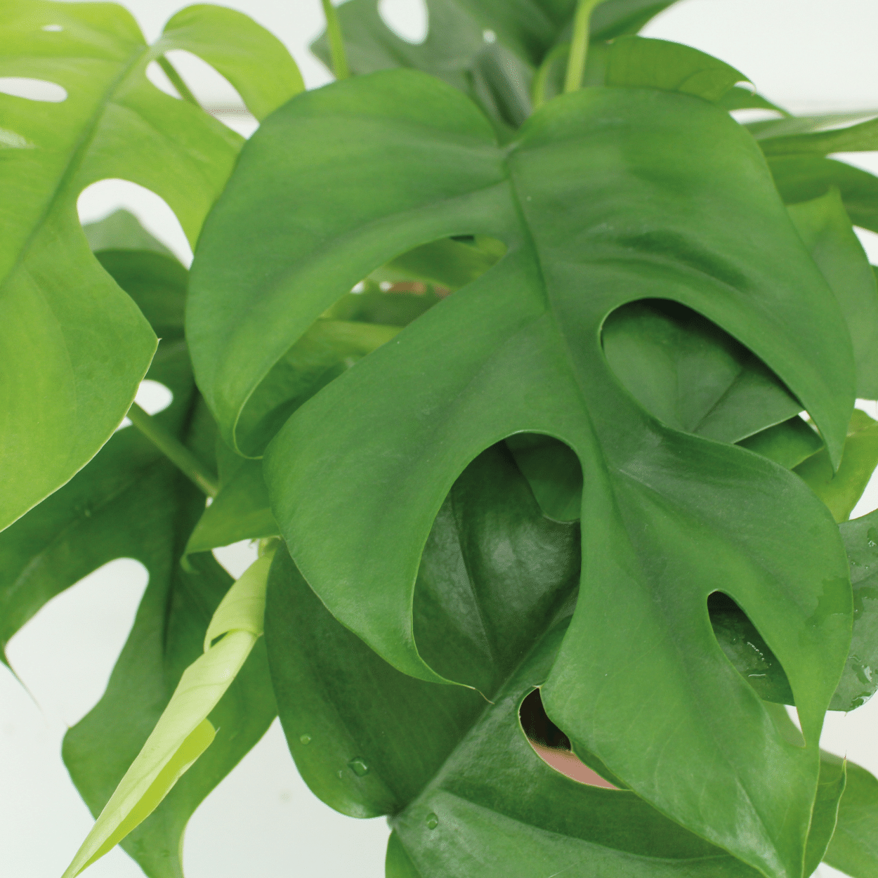 Pflanzen Set – 2 Pflanzen – Lochpflanze – Monstera 'Minima' – ↑30 cm – Ø15 cm