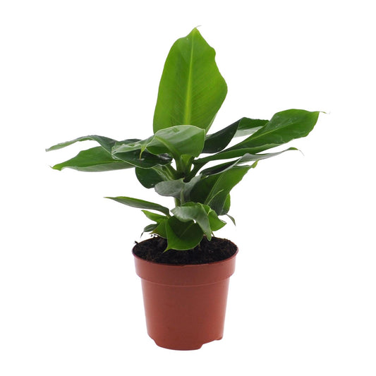 Bananenpflanze – Musa 'Oriental Dwarf' – 25 cm – Ø12 cm - Plantabulous