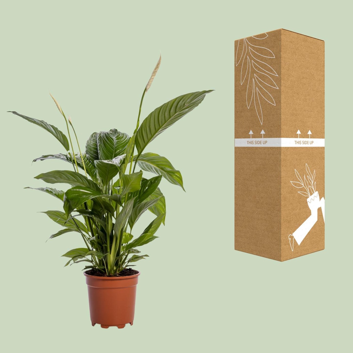 Einblatt – Spathiphyllum 'Bingo Cupido' – ↑80 cm – Ø19 cm