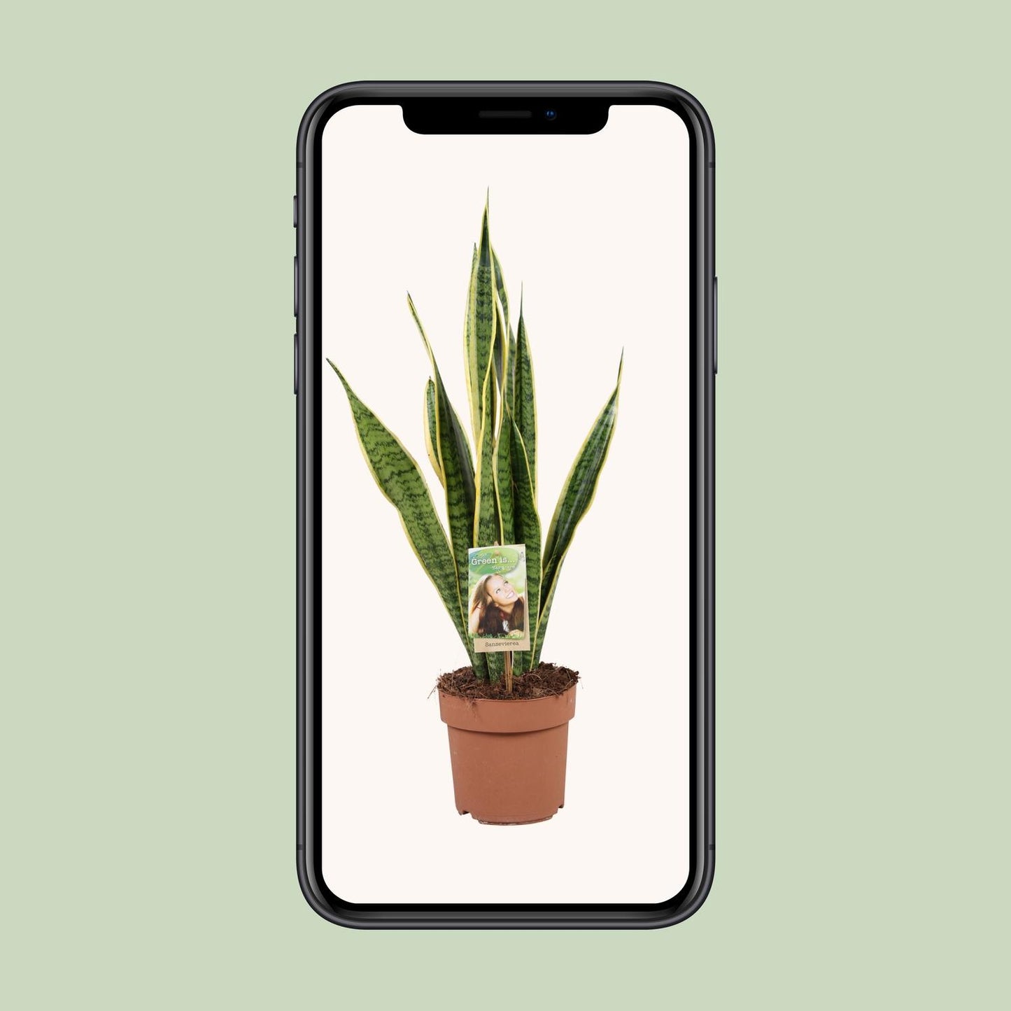 Bogenhanf – Sansevieria Trifasciata 'Laurentii' – ↑60 cm – Ø17 cm