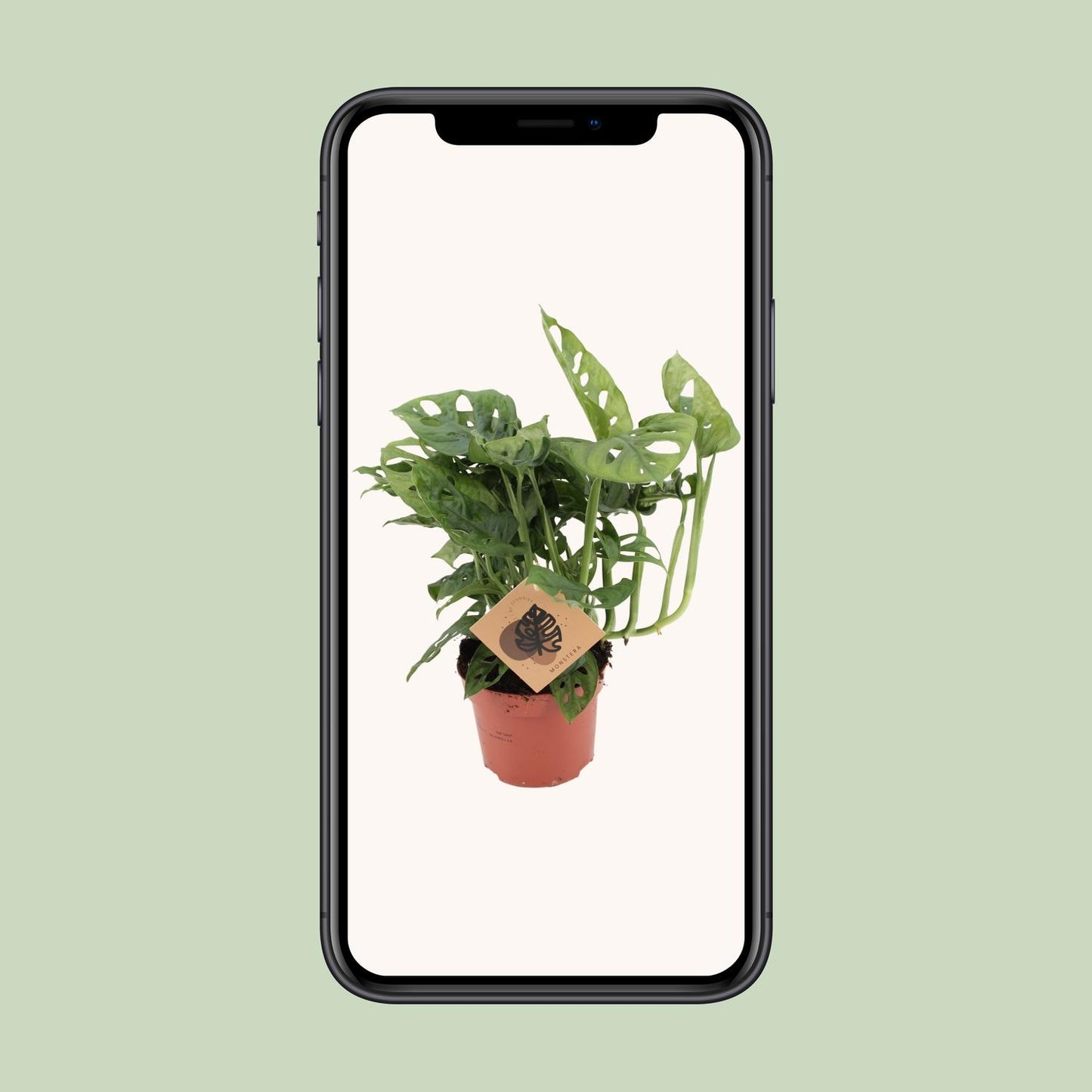 Monstera Monkey - Ø12cm - ↕30cm - Plantabulous