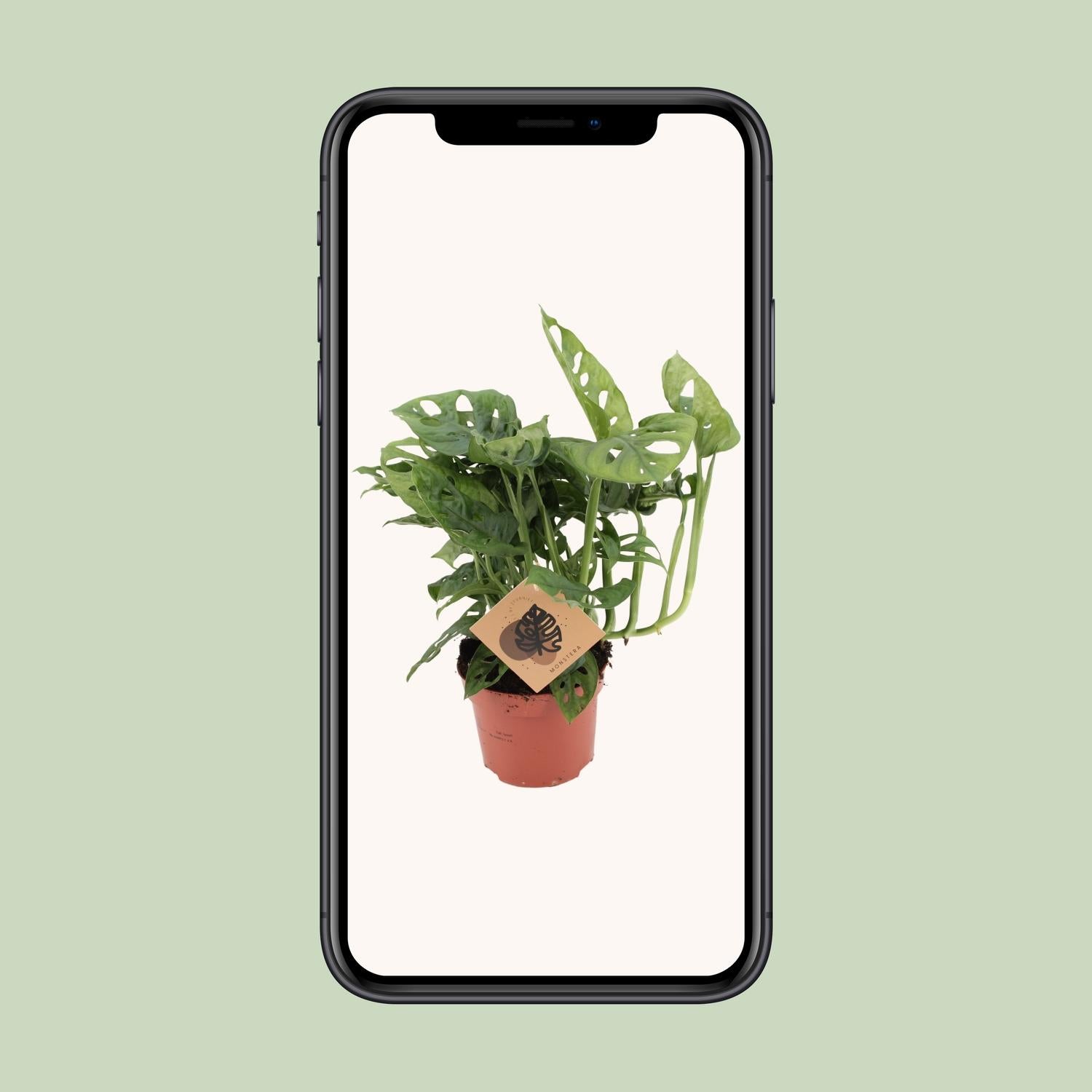 Monstera Monkey - Ø12cm - ↕30cm - Plantabulous