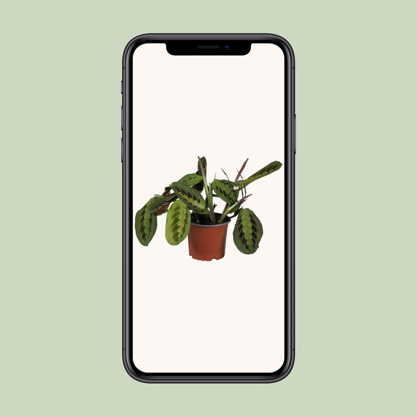 Korbmarante – Maranta Leuconeura 'Fascinator' – ↑30 cm – Ø12 cm