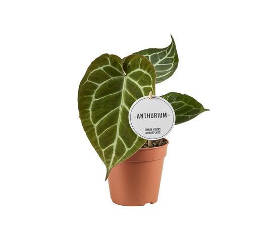 Anthurium Crystallinum - Ø12cm - ↕20cm - Plantabulous