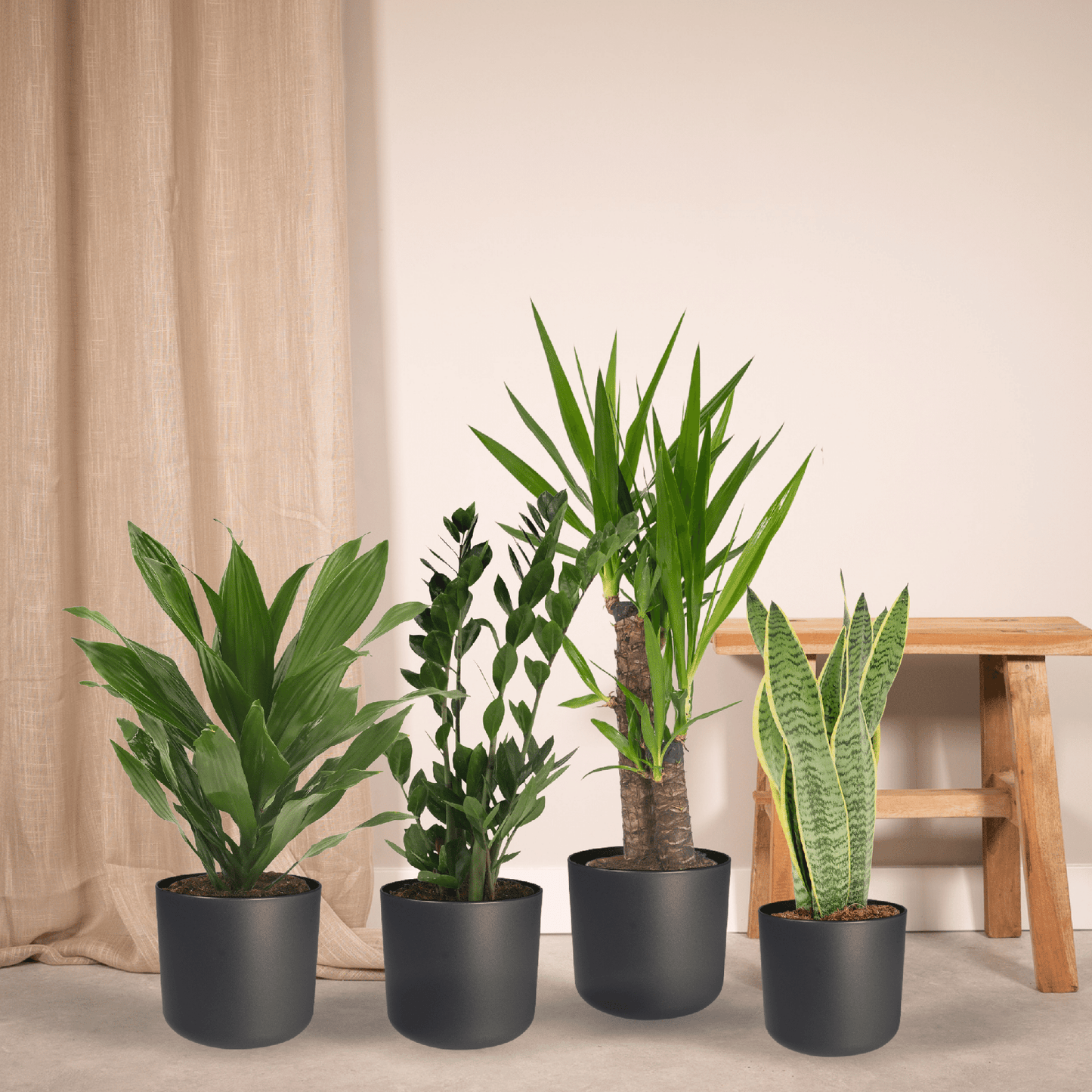 Pflanzen Set – 4 Pflanzen – verschiedene Höhen – Ø14–17 cm - Plantabulous