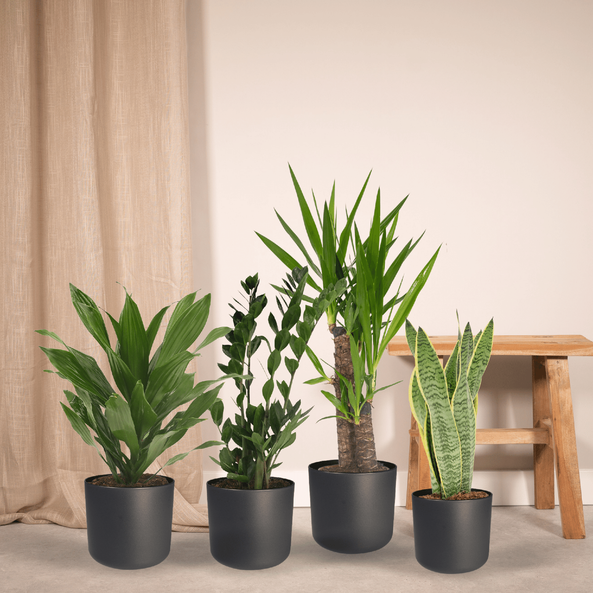 Pflanzen Set – 4 Pflanzen – verschiedene Höhen – Ø14–17 cm - Plantabulous