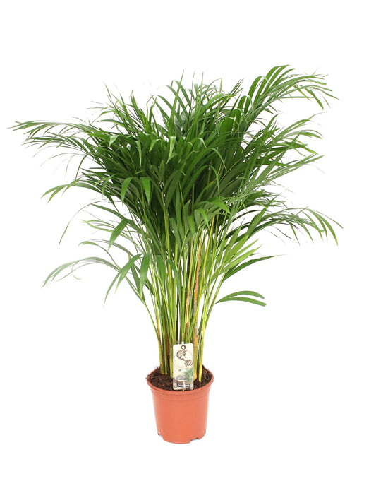 Areca Palme – Dypsis 'Lutescens' - Plantabulous