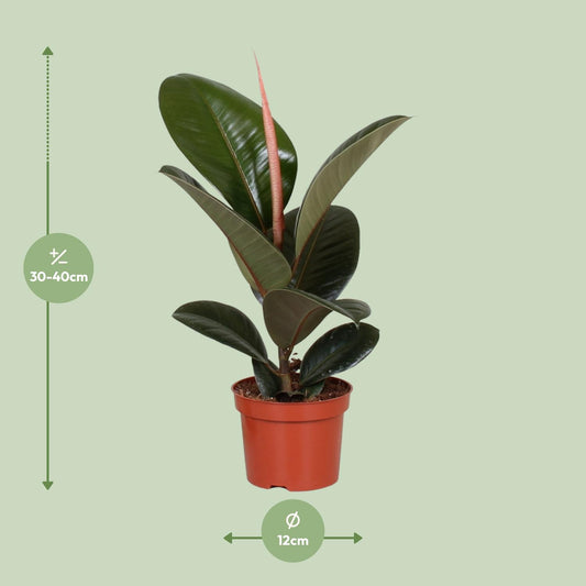 Gummibaum – Ficus Elastica 'Robusta' - ↑35-85 cm - Ø12-27 cm