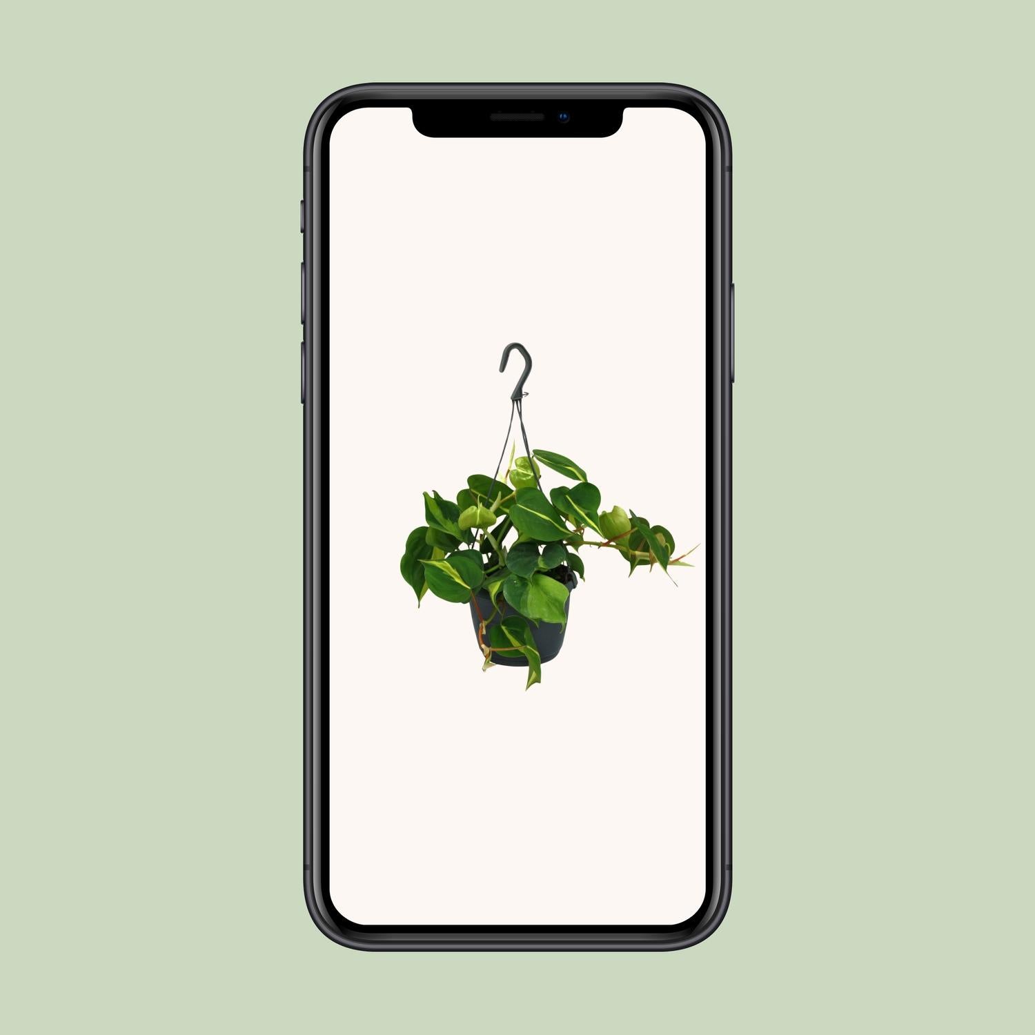 Philodendron Scandens Brasil - Ø15cm - ↕35cm - Plantabulous
