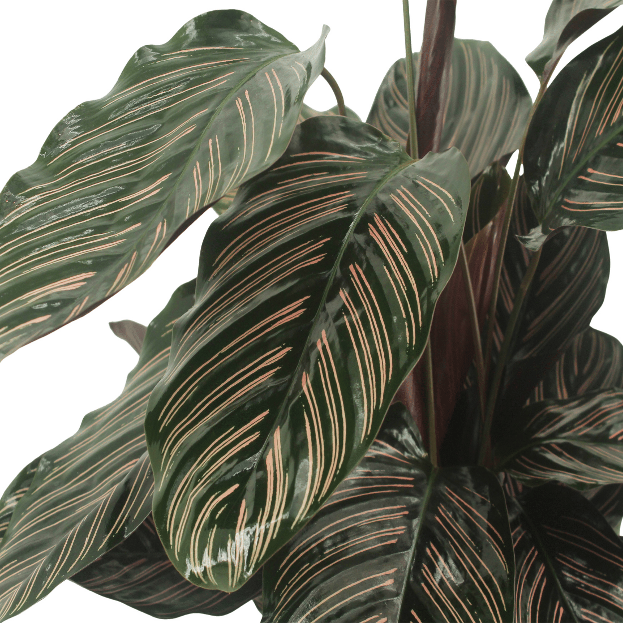 Pflanzen Set - 2 Pflanzen - Korbmarante - Calathea Ornata - ↑50cm - Ø14 cm