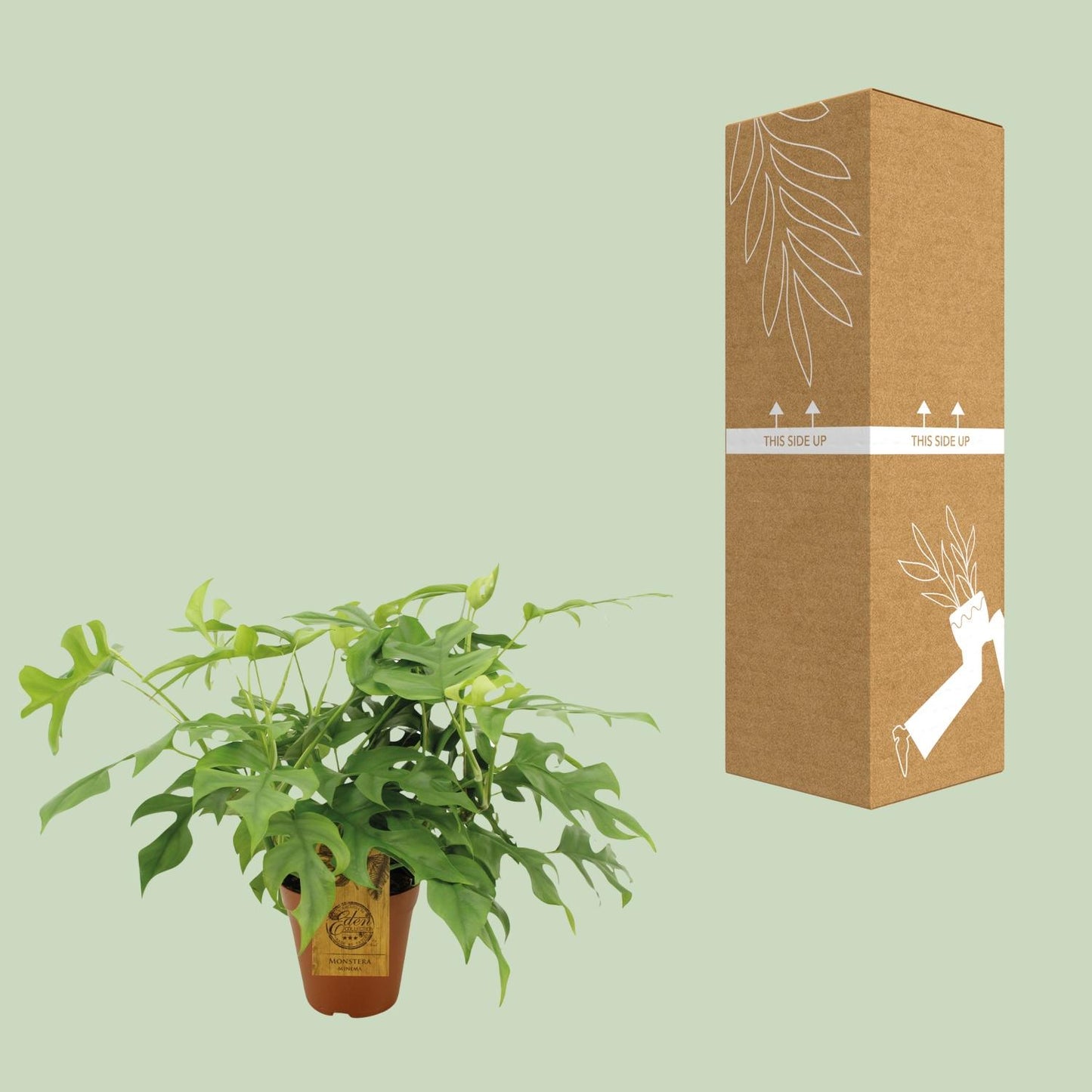 Fensterblatt - Monstera minima - Rhaphidophora tetrasperma – 25 cm – Ø15 cm - Plantabulous