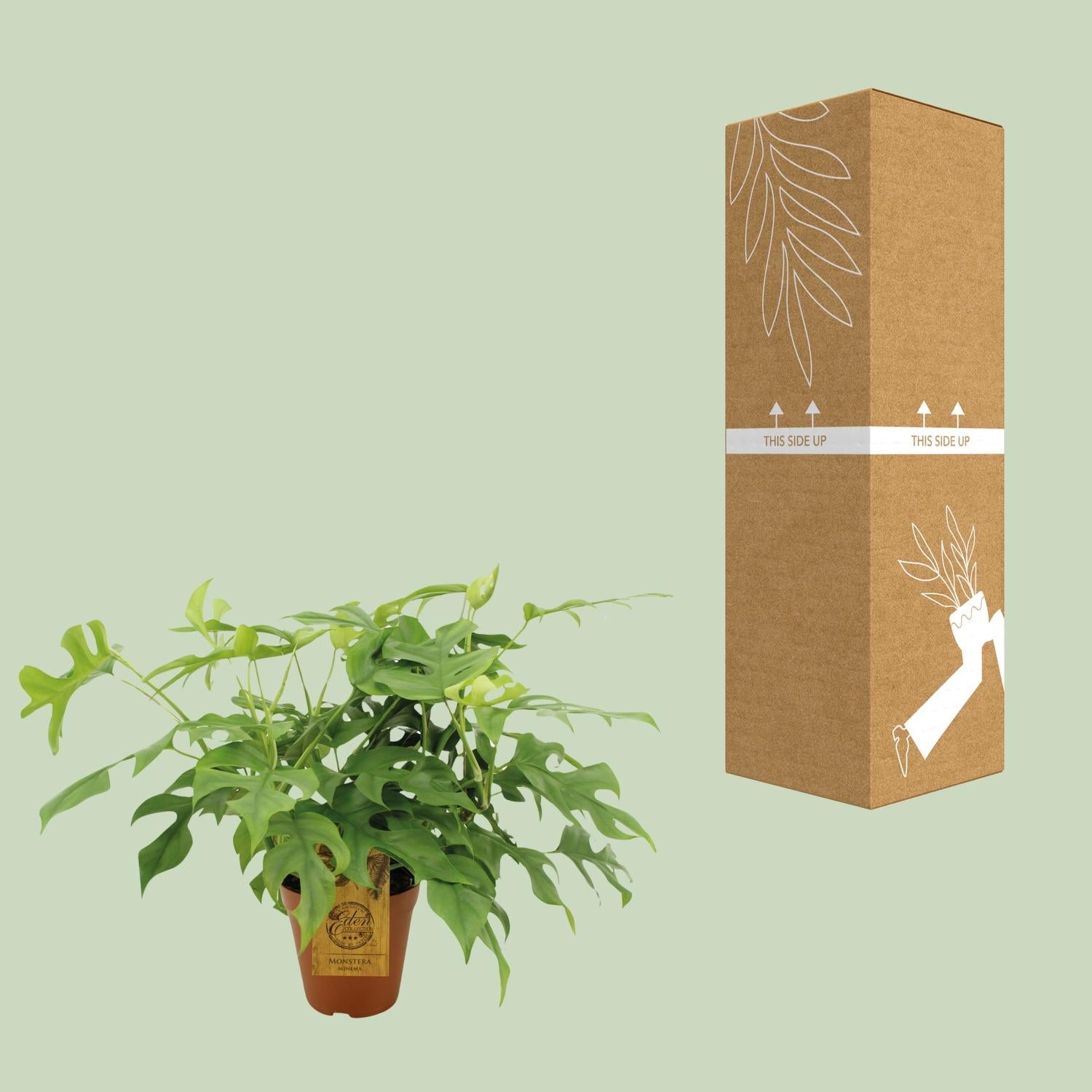 Fensterblatt - Monstera minima - Rhaphidophora tetrasperma – 25 cm – Ø15 cm - Plantabulous