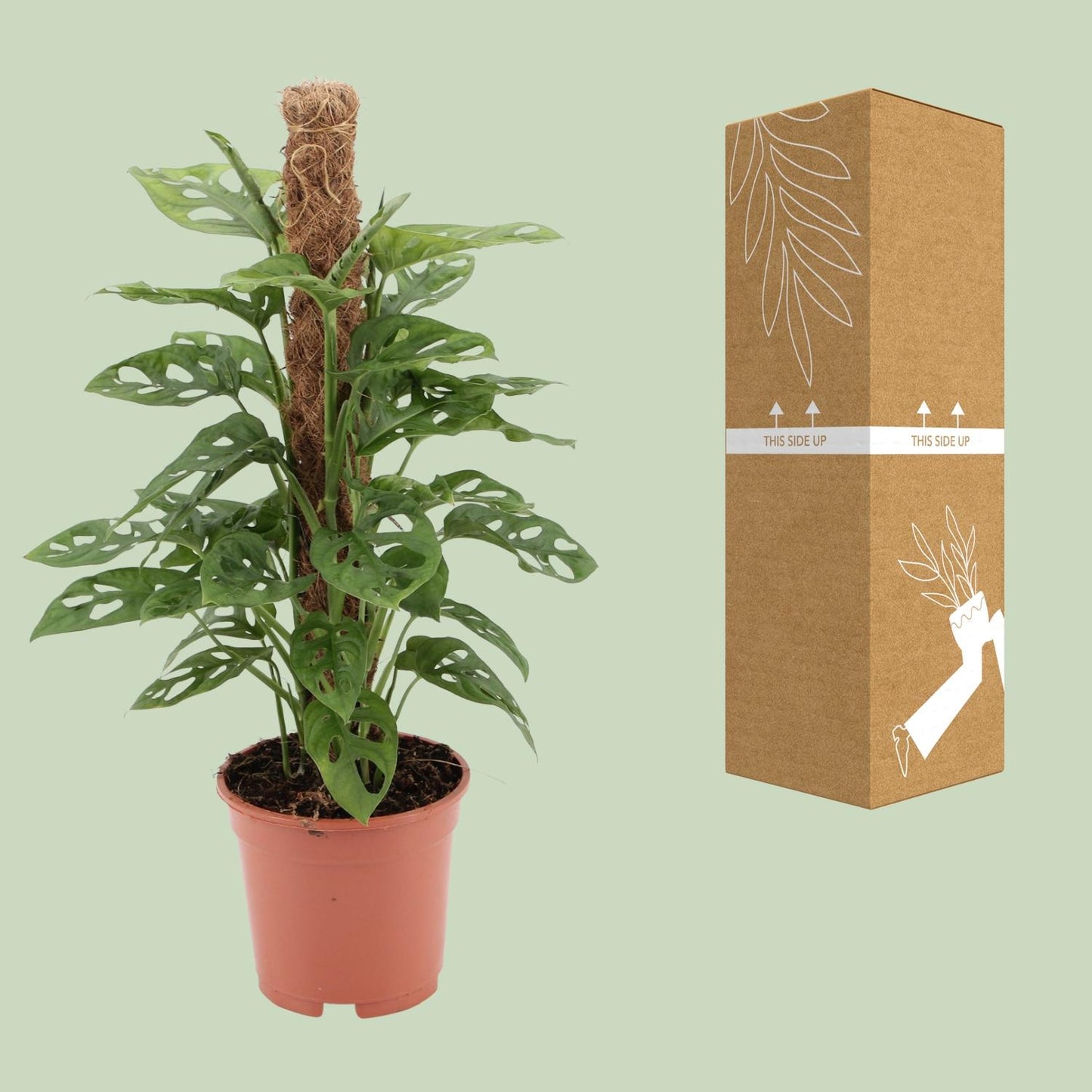 Monstera monkey - Ø17cm - ↕60cm - Plantabulous
