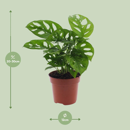 Fensterblatt – Monstera adansonii 'Monkey Leaf' – 30 cm – Ø12 cm - Plantabulous