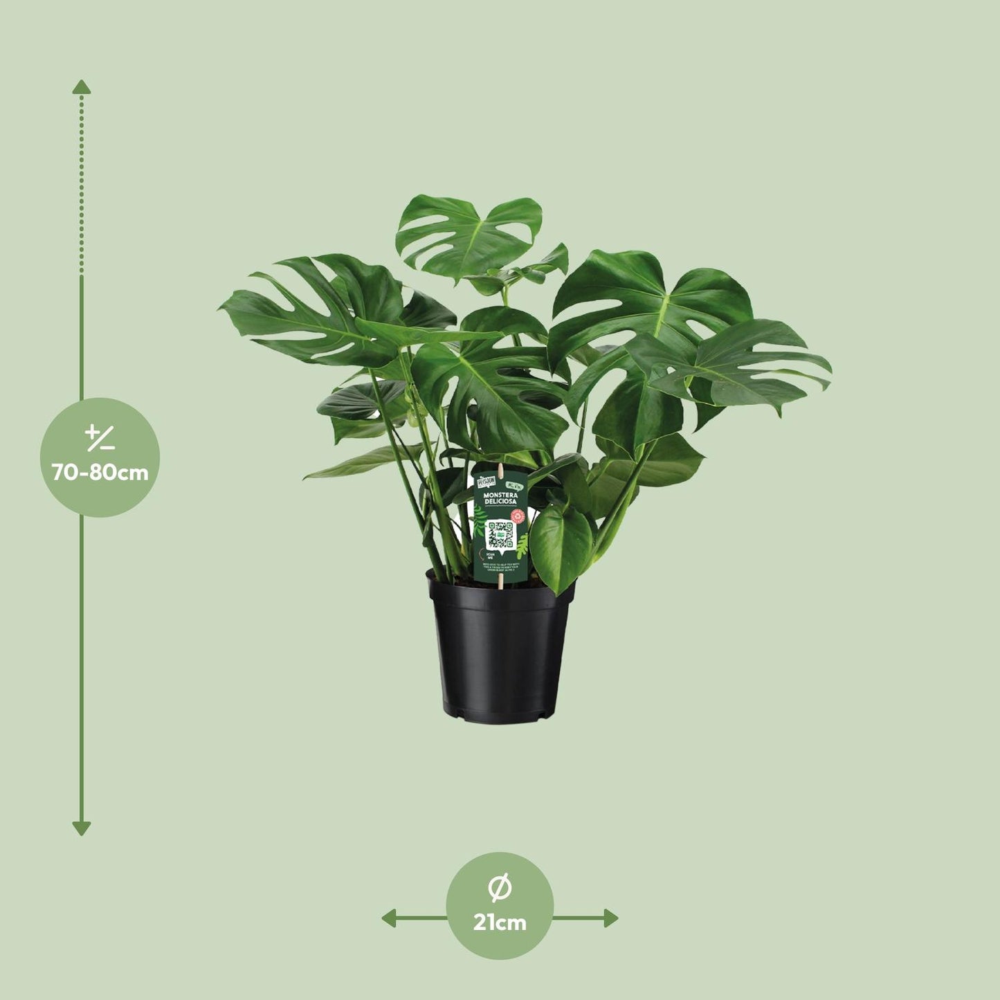 Fensterblatt – Monstera deliciosa – 65 cm – Ø21 cm - Plantabulous