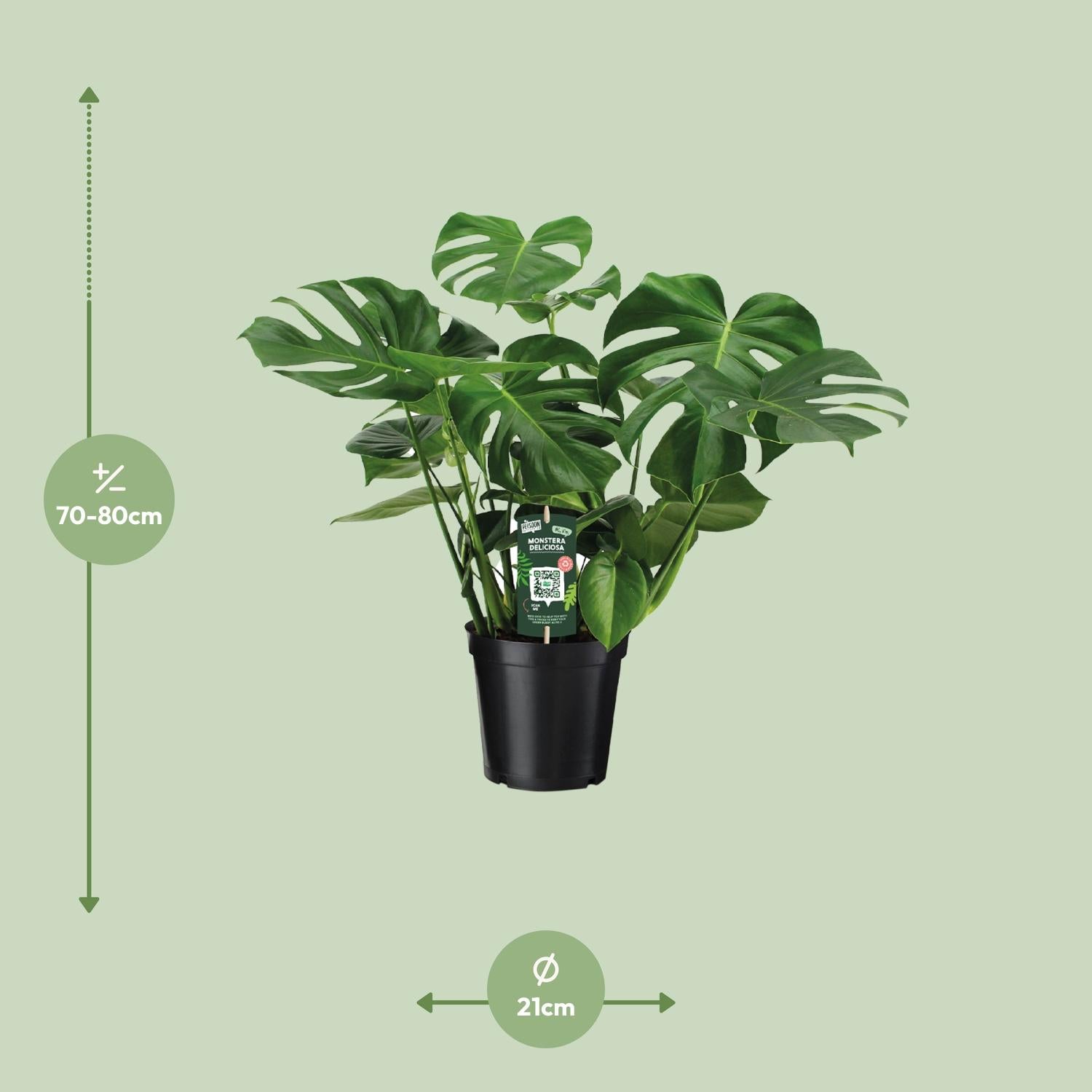 Fensterblatt – Monstera deliciosa – 65 cm – Ø21 cm - Plantabulous