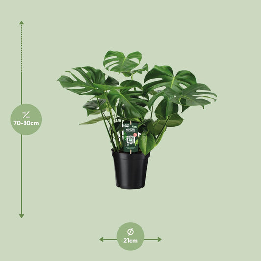 Fensterblatt – Monstera deliciosa – 65 cm – Ø21 cm - Plantabulous