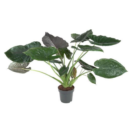Pfeilblatt – Alocasia wentii – 120 cm – Ø32 cm - Plantabulous