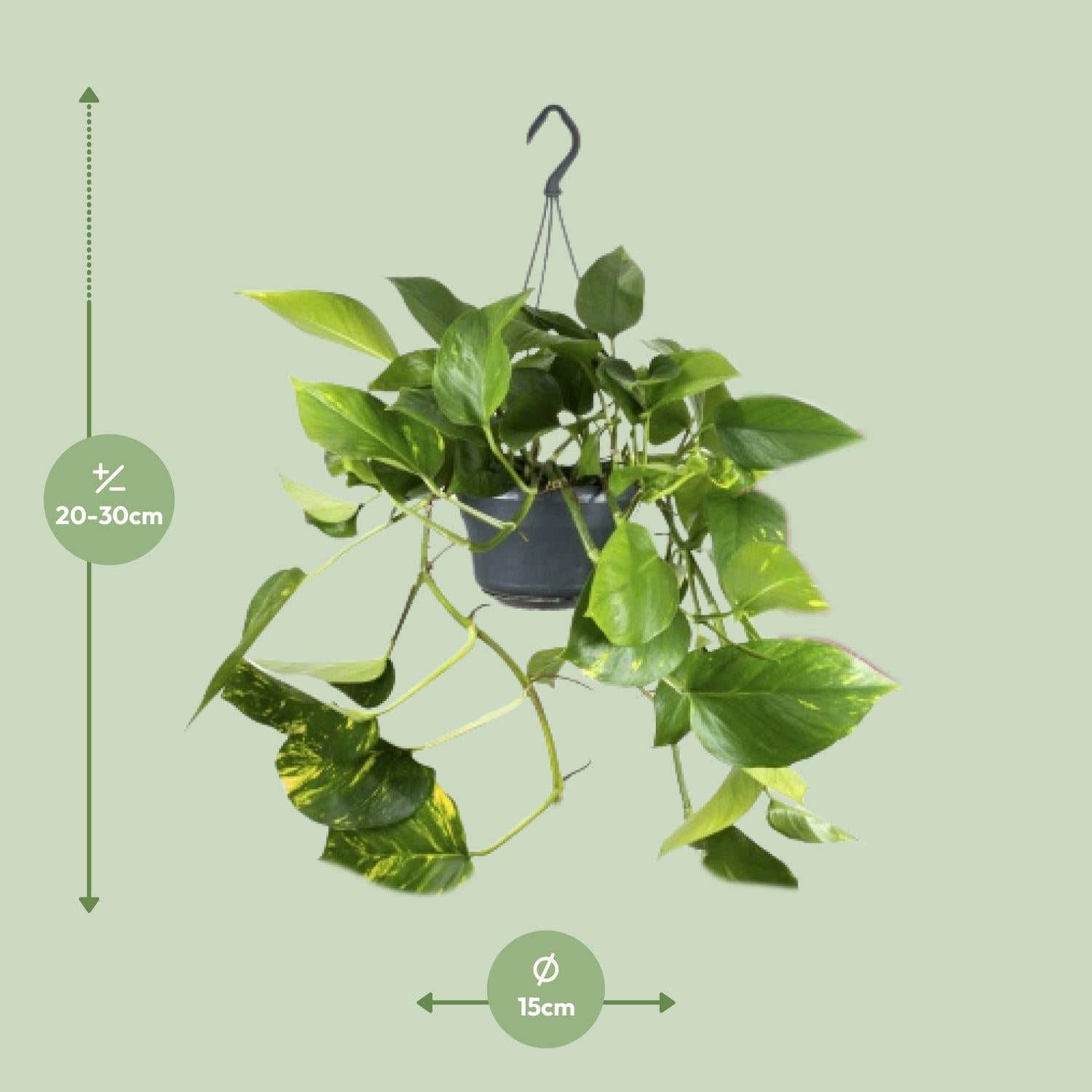 Efeutute – Epipremnum aureum – 25 cm – Ø15 cm - Plantabulous