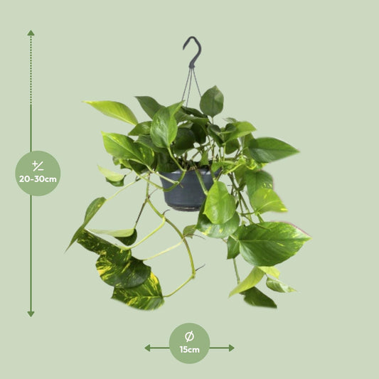 Efeutute – Epipremnum aureum – 25 cm – Ø15 cm - Plantabulous