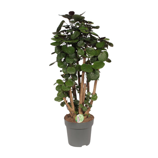 Zimmeraralie – Polyscias 'Fabian' – ↑90 cm – Ø24 cm