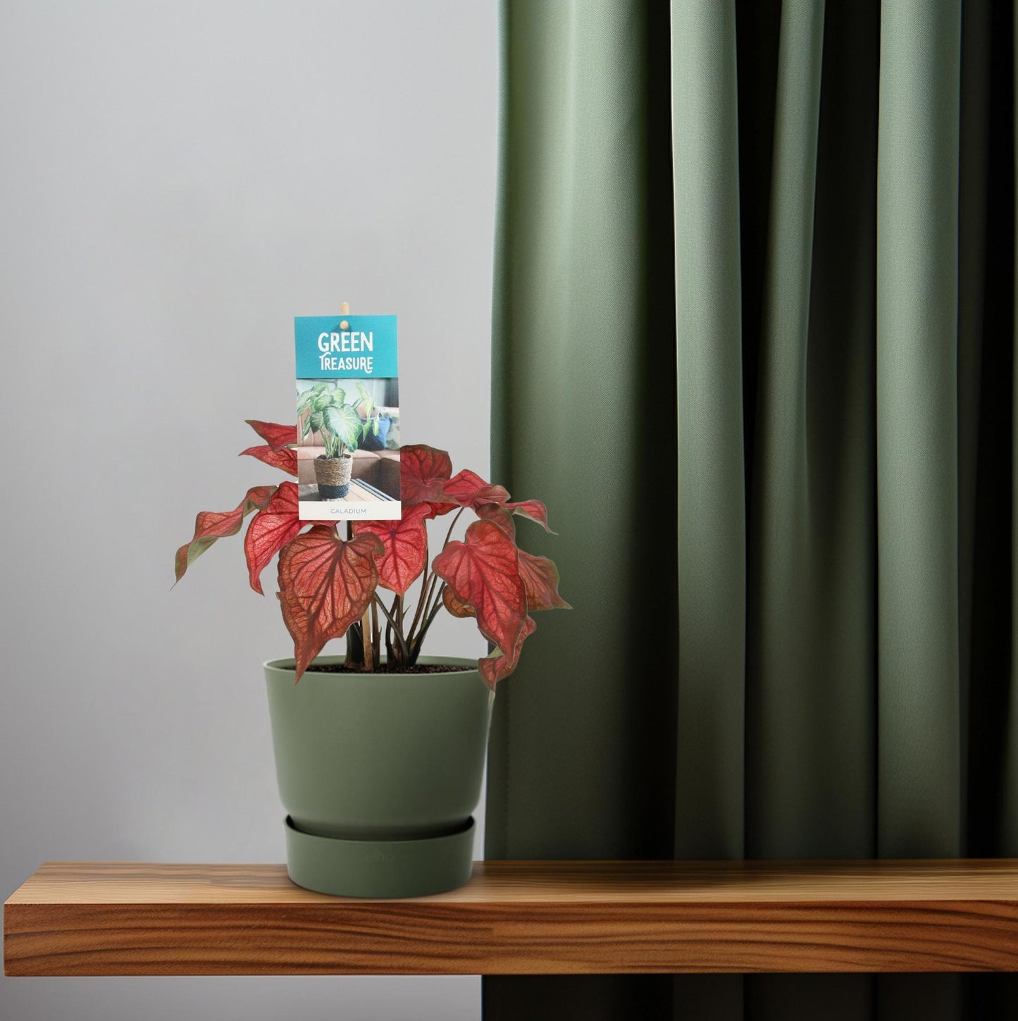 Caladium Rood - Ø12cm - ↑25cm