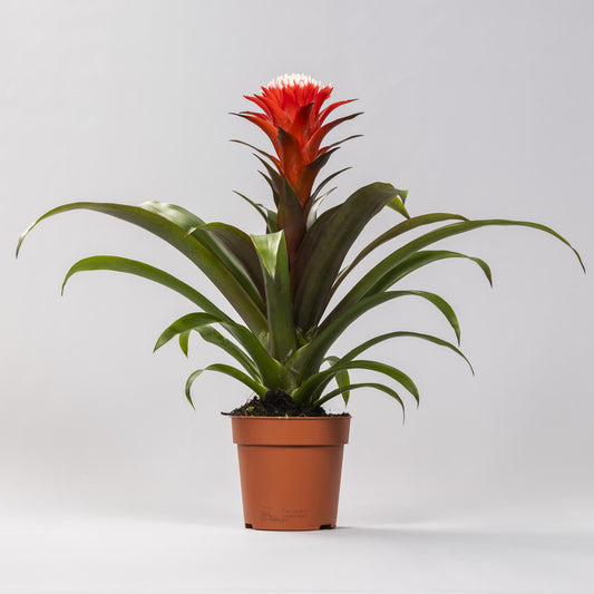 Guzmania Hope - Ø12 ↕40 - Plantabulous