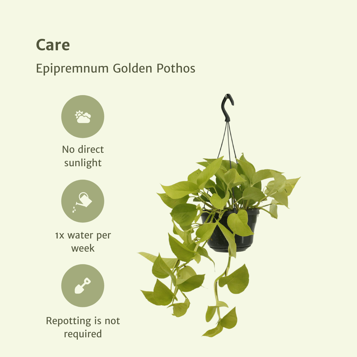 Pflanzen Set – 2 Pflanzen – Efeutute – Epipremnum 'Golden Pothos' (Scindapsus) – ↑25 cm – Ø15 cm