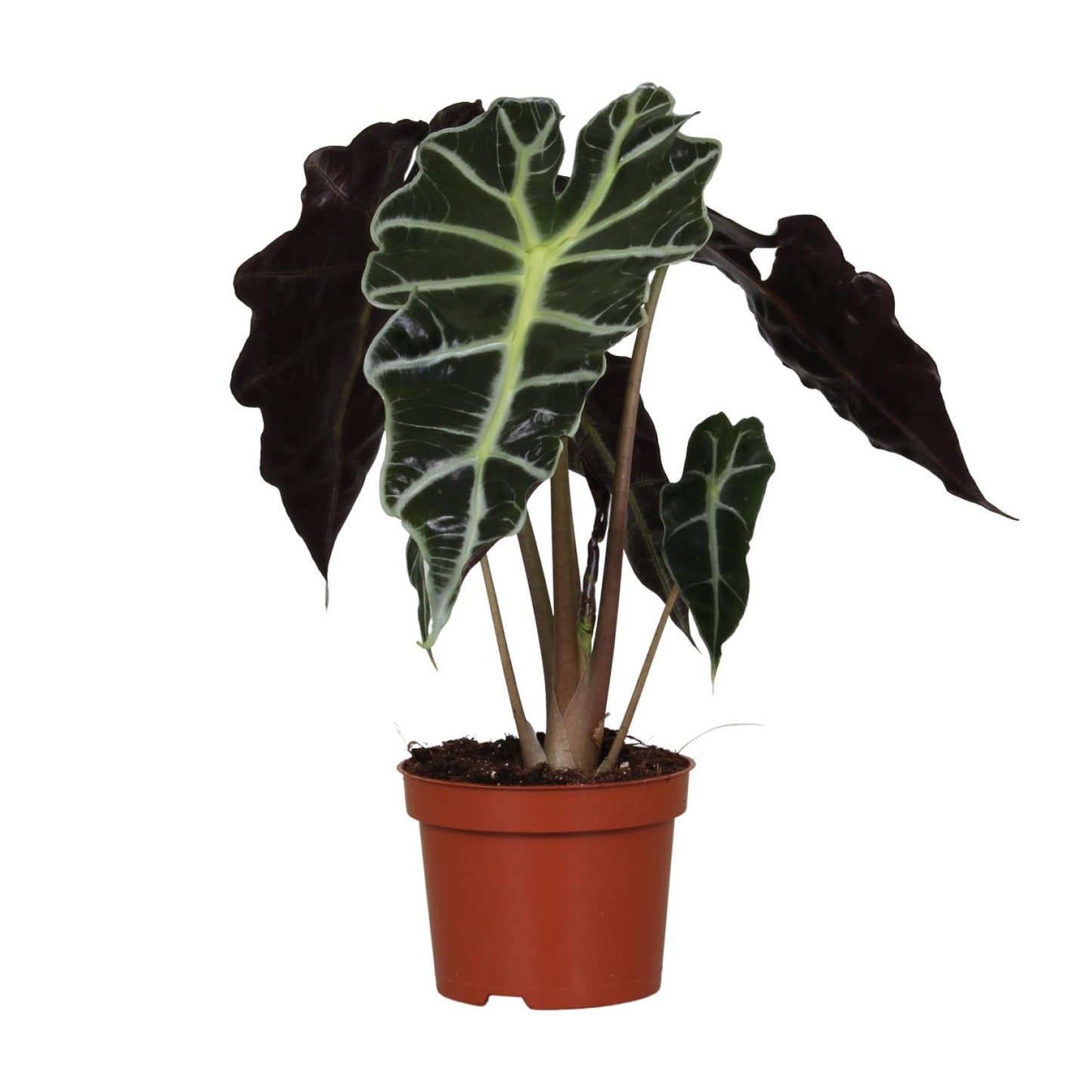 Pfeilblatt – Alocasia Amazonica 'Polly' – ↑30 cm – Ø12 cm