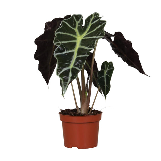 Pfeilblatt – Alocasia Amazonica 'Polly' – ↑30 cm – Ø12 cm