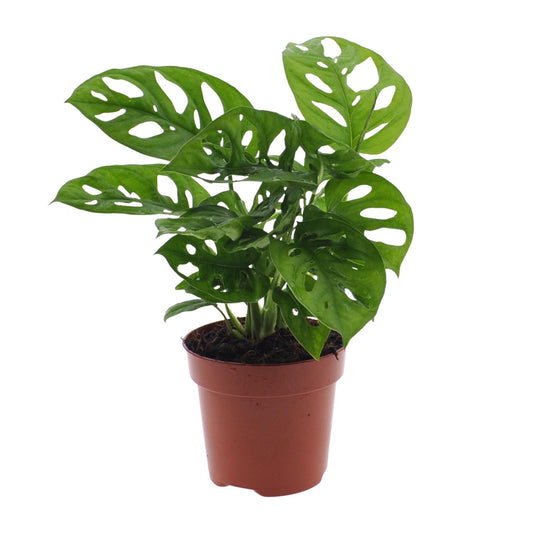 Fensterblatt – Monstera adansonii 'Monkey Leaf' – 30 cm – Ø12 cm - Plantabulous