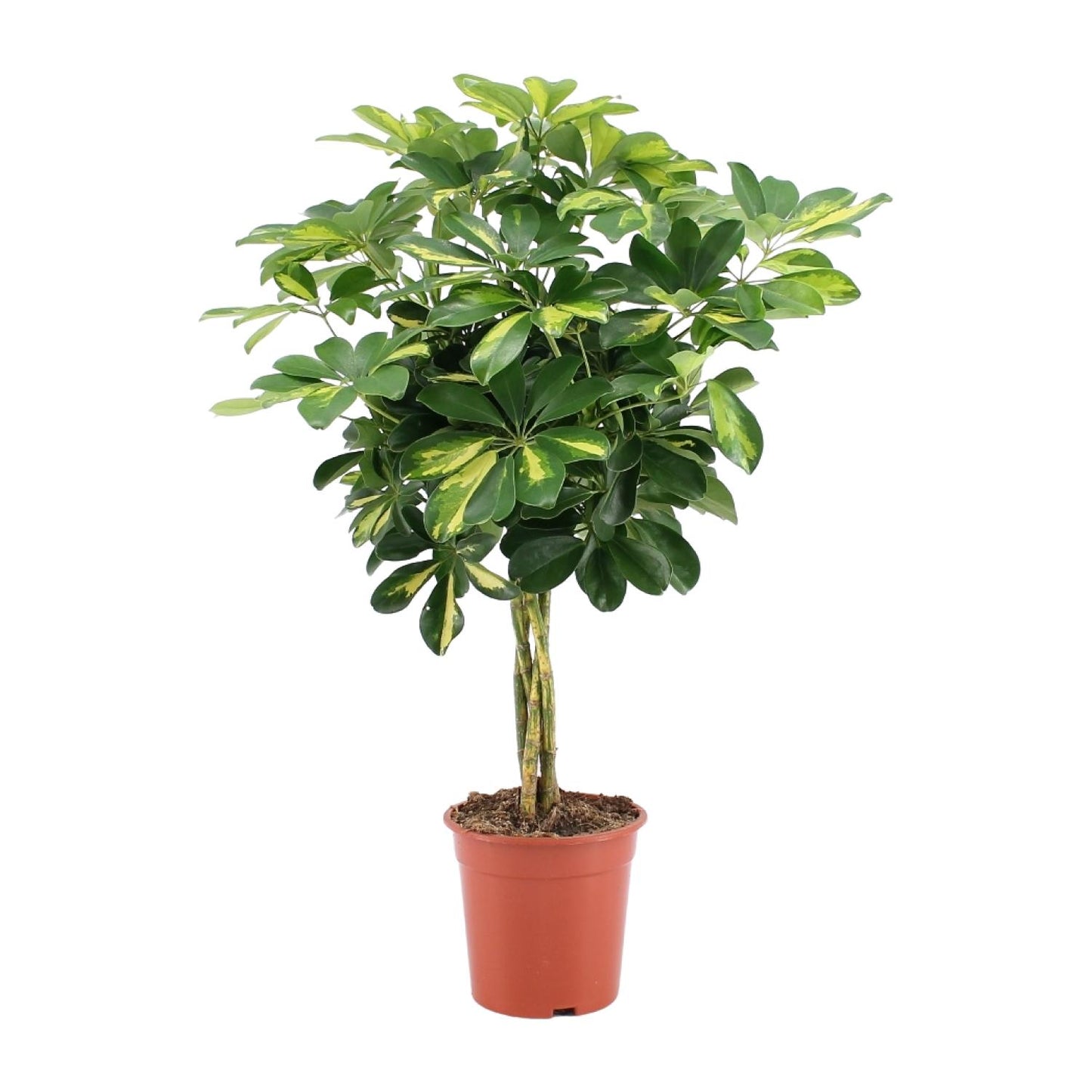 Schefflera Arboricola Gold Capella - Ø19cm - ↕75cm - Plantabulous