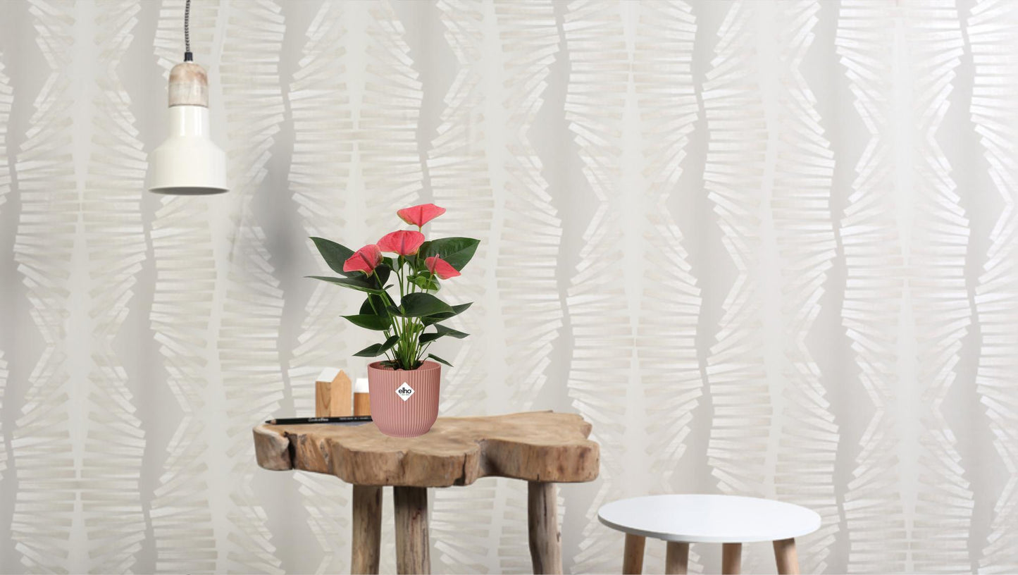 Anthurium Sweet Dream In Transparant Sleeve - Ø12cm - ↕36cm - Plantabulous