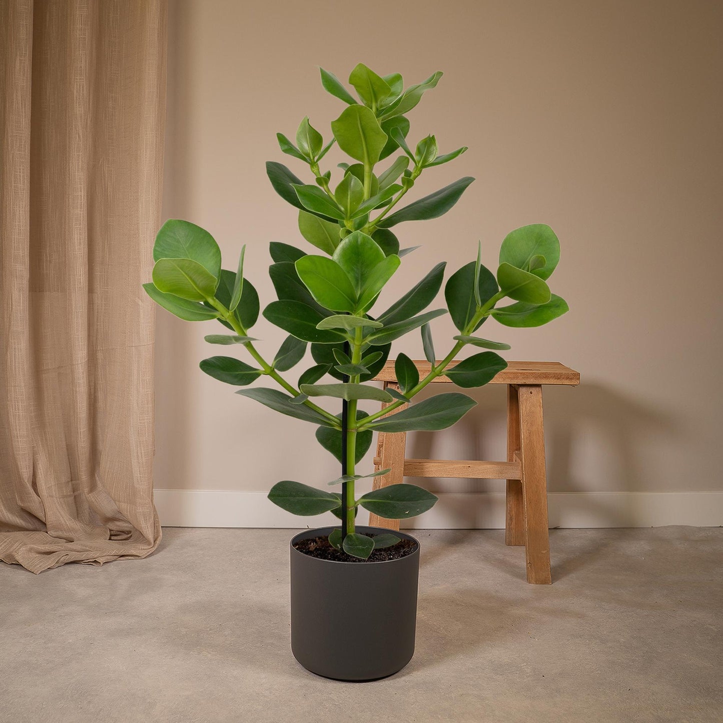 Balsamapfel – Clusia rosea 'Princess' – ↑60 cm – Ø17 cm