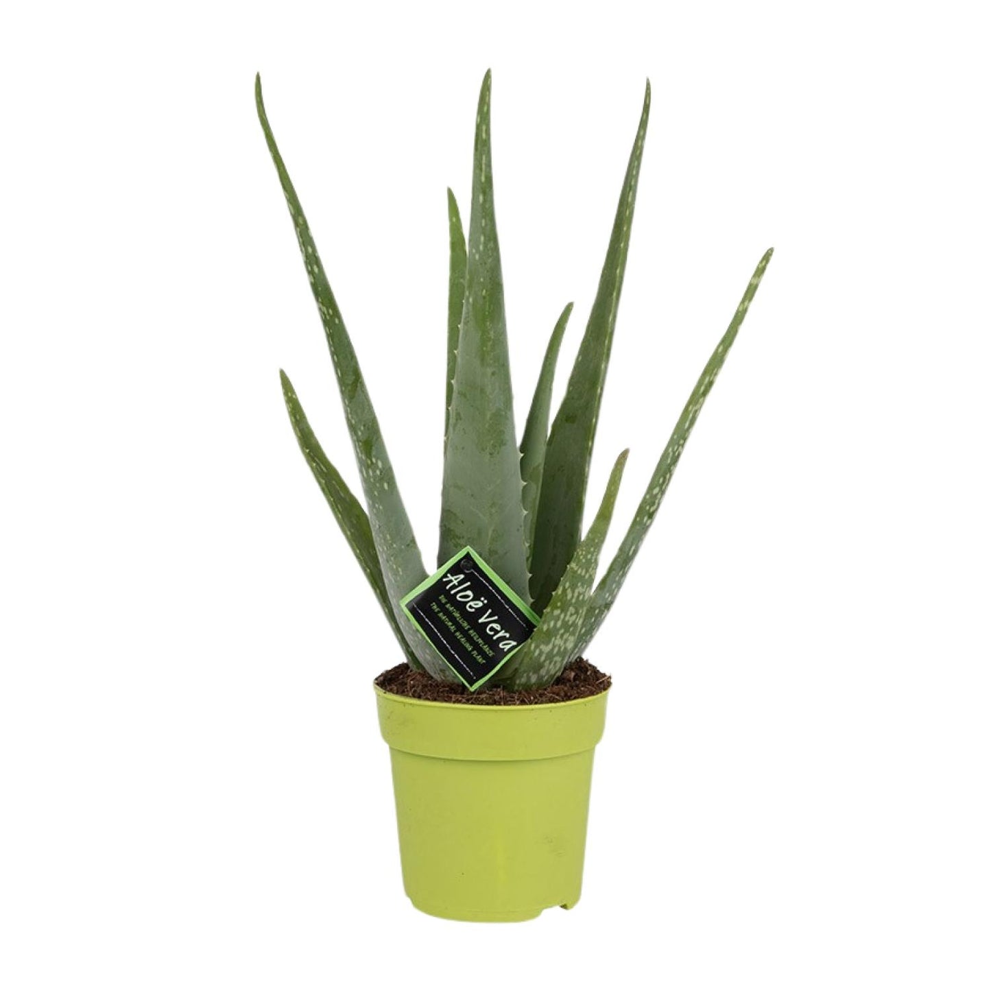 Aloe Vera – ↑45 cm – Ø12 cm