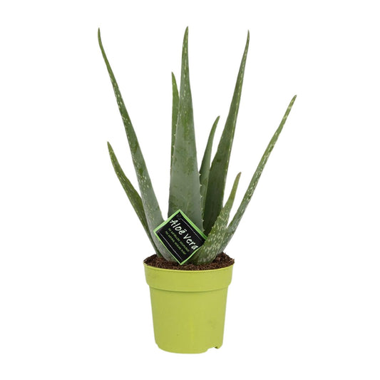 Aloe Vera – ↑45 cm – Ø12 cm