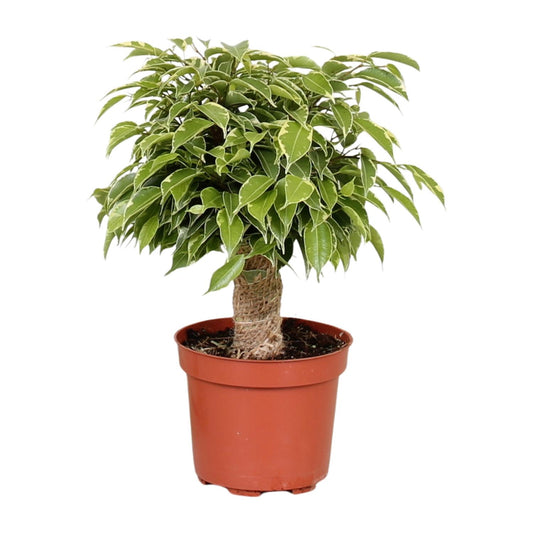 Ficus Benjamina Kinky - Ø12cm - ↕28cm - Plantabulous