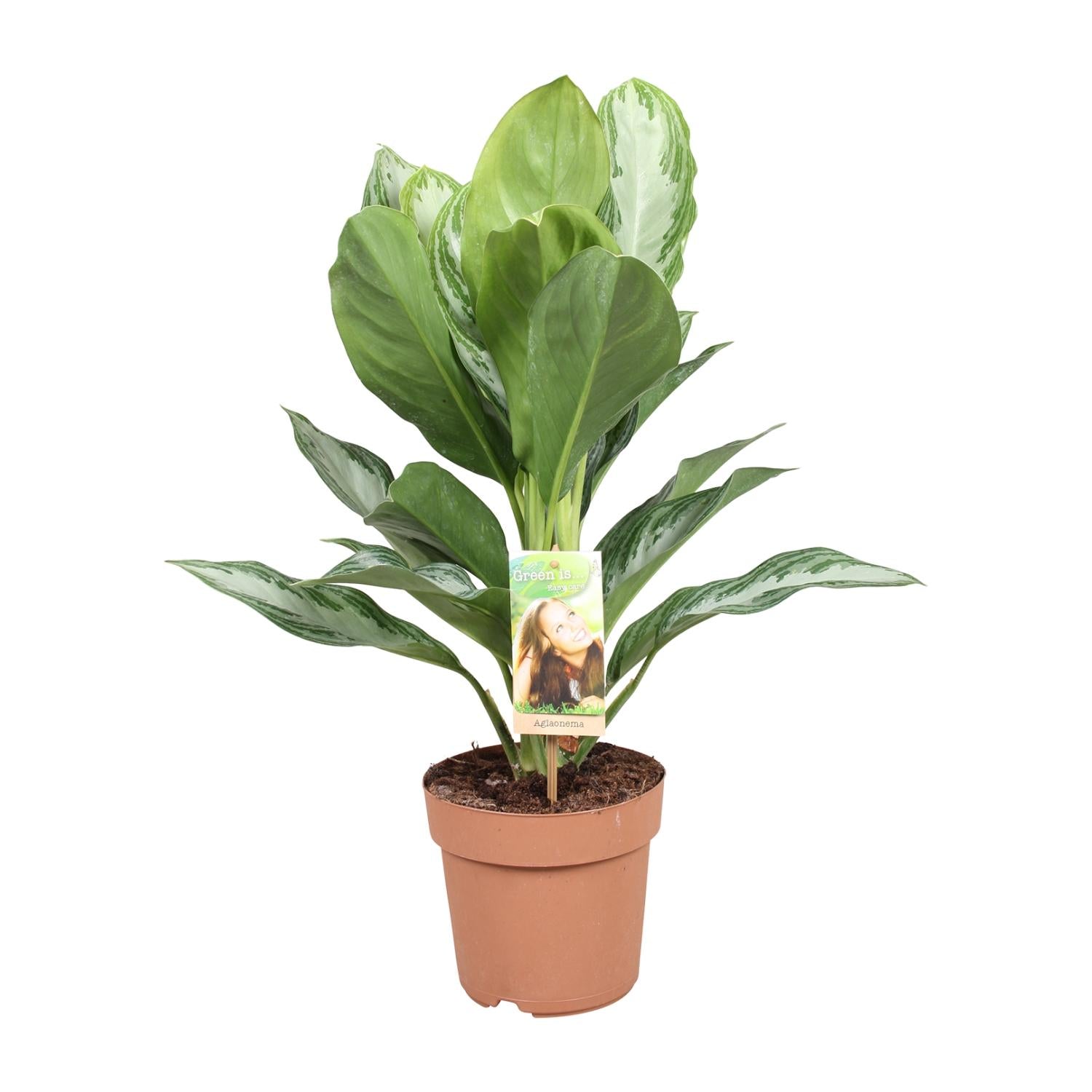 Chinesisches Immergrün – Aglaonema 'Silver Bay' – 55 cm – Ø17 cm - Plantabulous