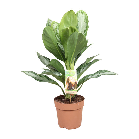Chinesisches Immergrün – Aglaonema 'Silver Bay' – 55 cm – Ø17 cm - Plantabulous