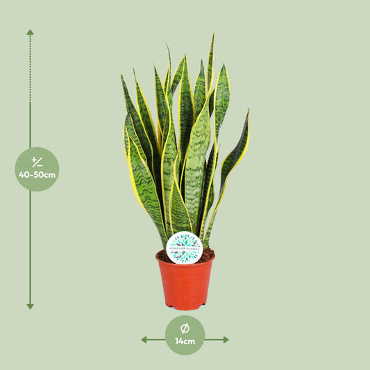 Sansevieria Trifasciata Laurentii - Ø14cm - ↕50cm - Plantabulous